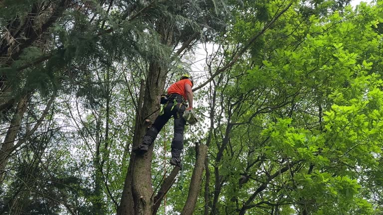 How Our Tree Care Process Works  in  Gallatin, MO