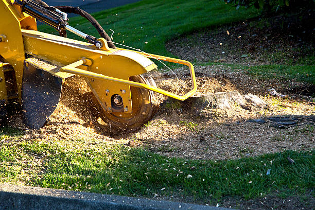 Best Aeration Services  in Gallatin, MO